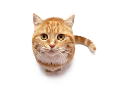 Cat stare